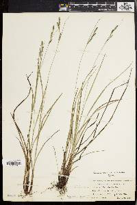 Carex virescens image