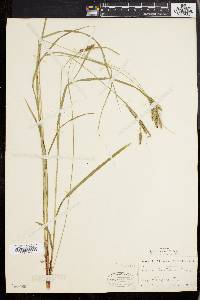 Carex virescens image