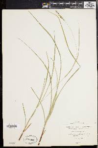 Carex virescens image