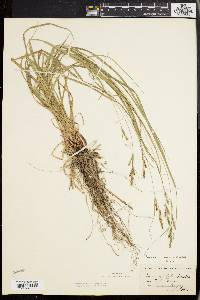 Carex virescens image