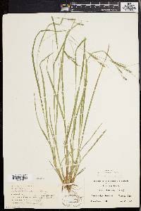 Carex virescens image