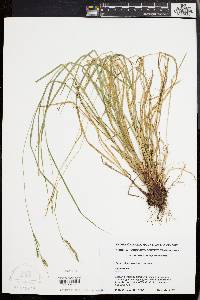 Carex virescens image