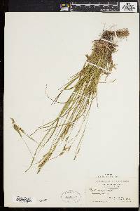 Carex virescens image