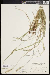 Carex virescens image