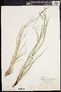 Carex virescens image