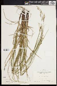 Carex virescens image