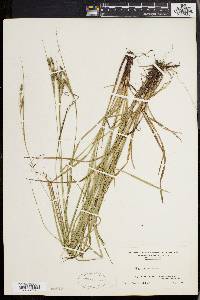 Carex virescens image