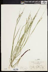 Carex virescens image