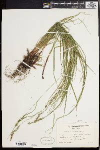 Carex virescens image