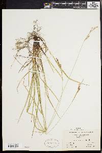 Carex virescens image