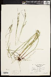 Carex virescens image