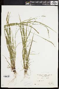 Carex virescens image