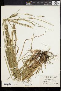 Carex virescens image