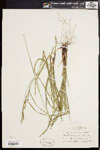 Carex virescens image