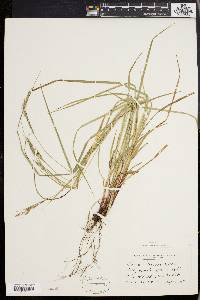 Carex virescens image