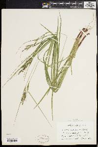 Carex virescens image