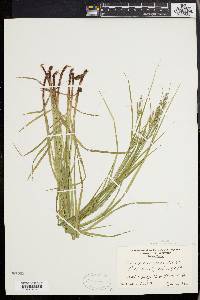 Carex virescens image