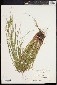 Carex virescens image