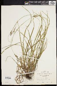 Carex virescens image