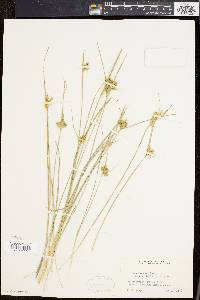 Carex viridula image