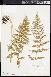 Athyrium bourgaei image