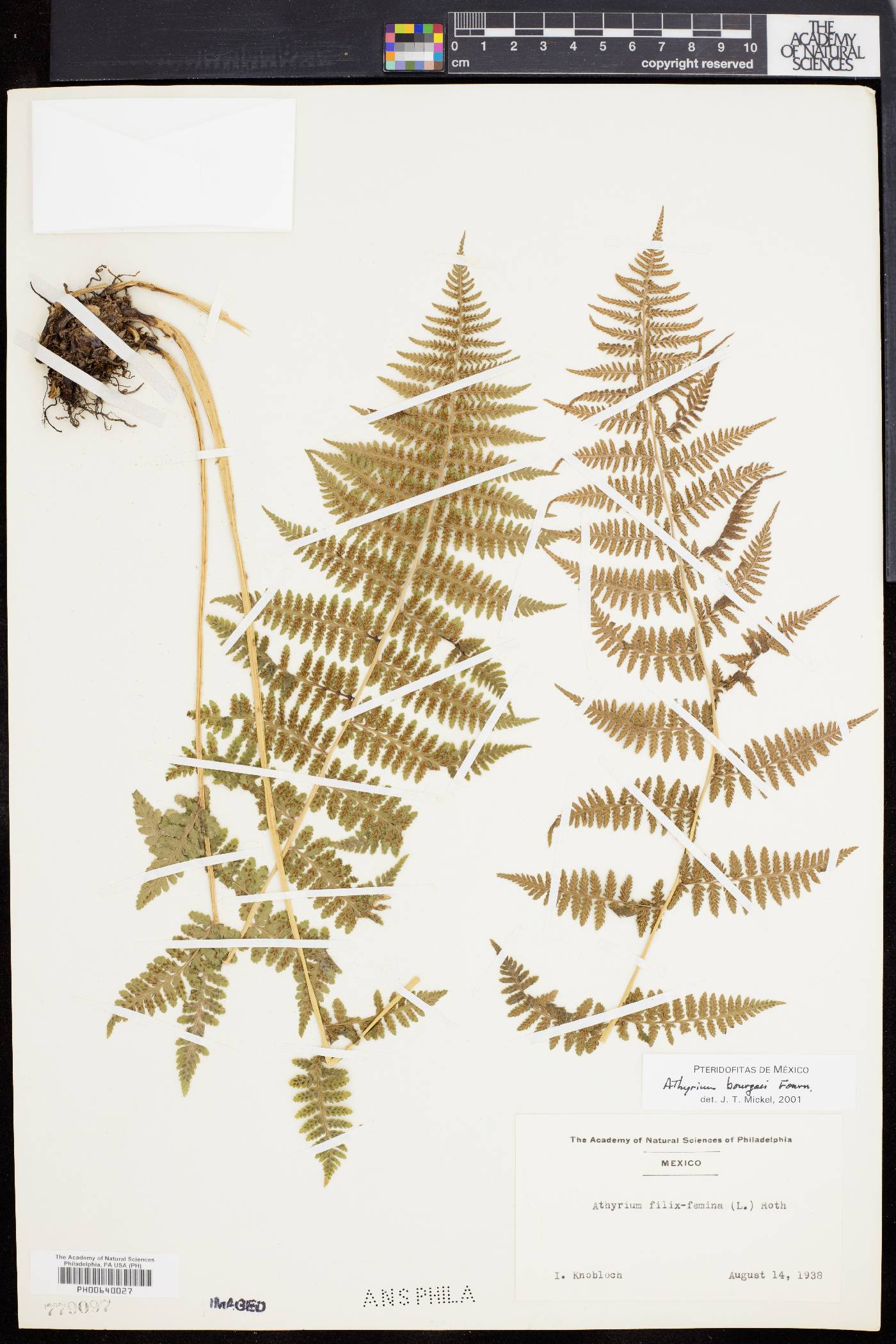Athyrium bourgaei image