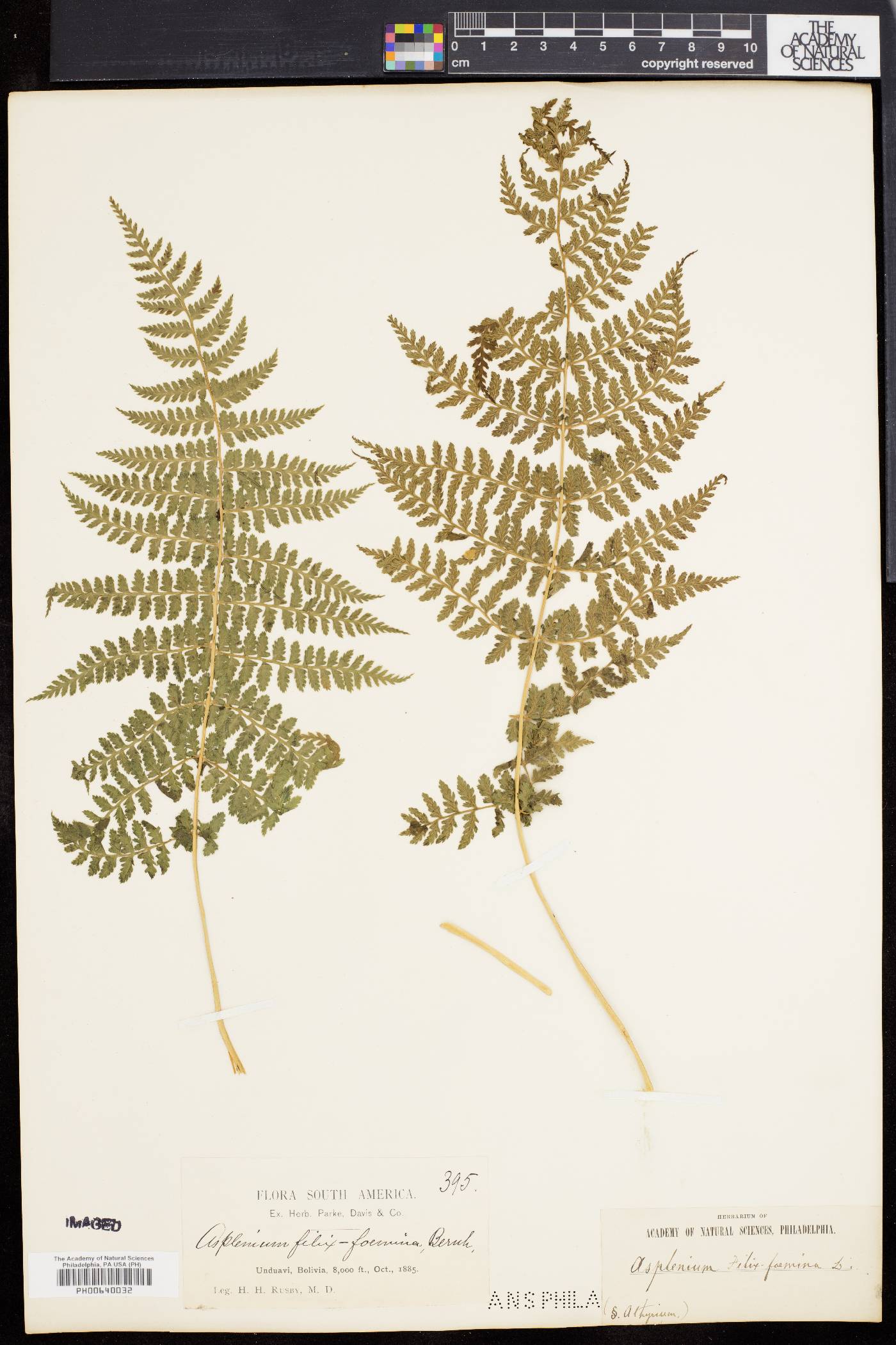 Athyrium dombeyi image