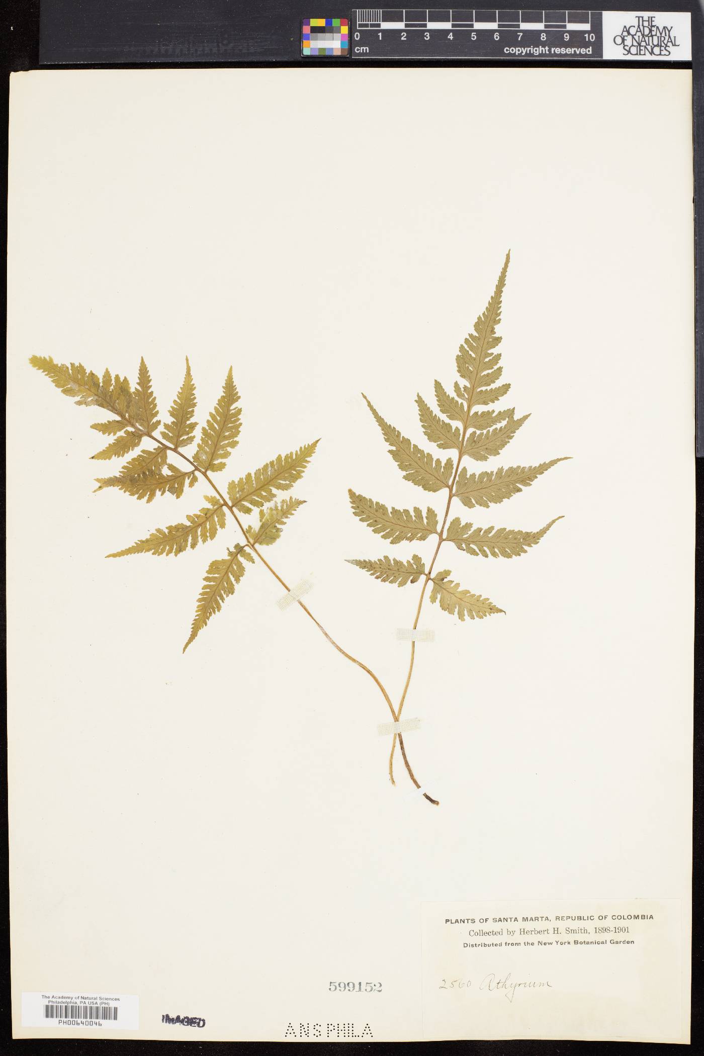 Ephemeropteris skinneri image