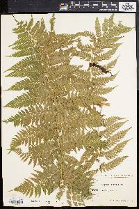 Athyrium umbrosum image