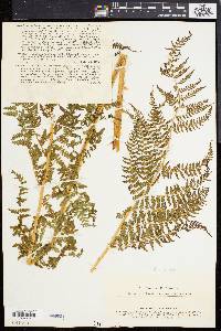 Athyrium alpestre image