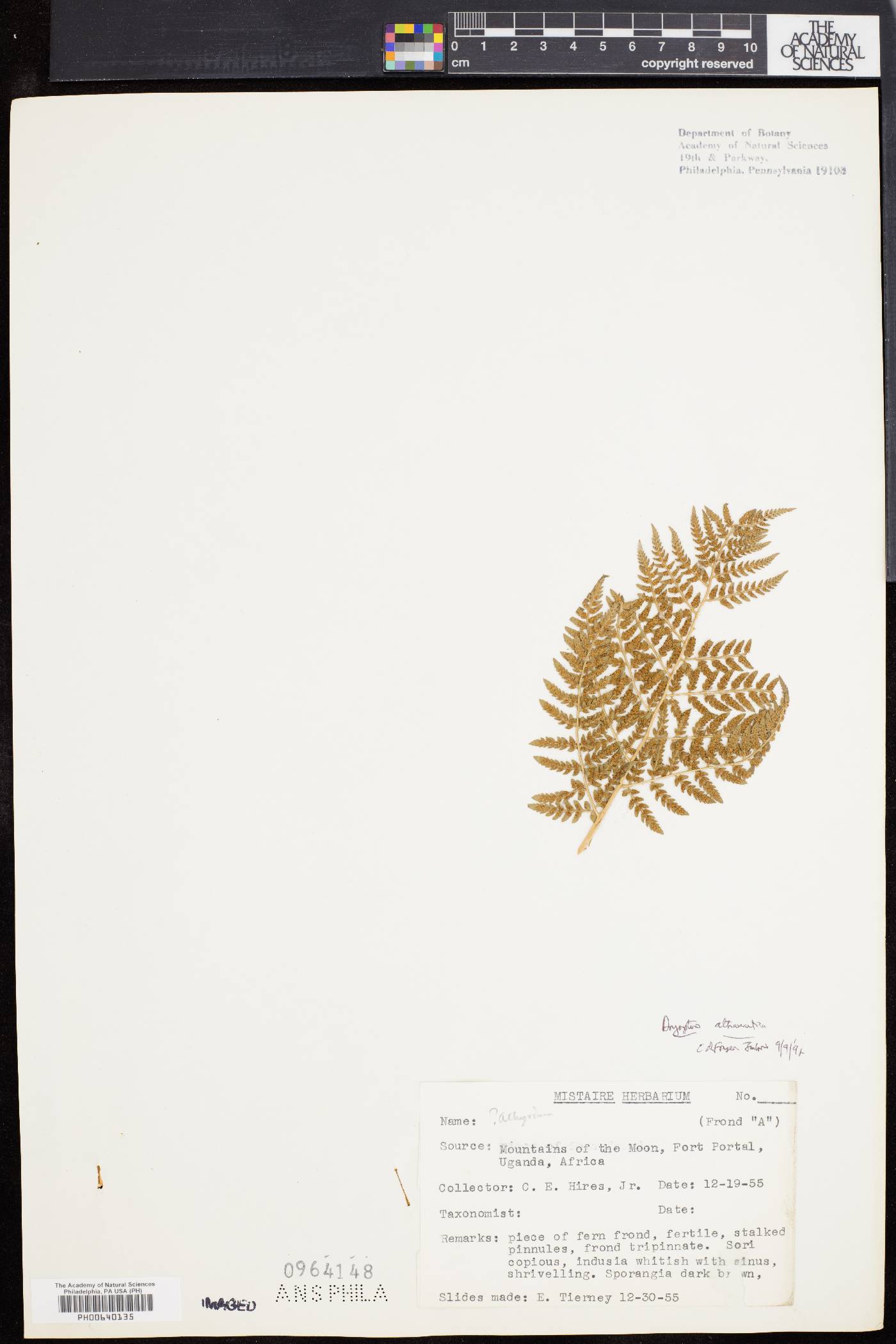 Dryopteris athamantica image