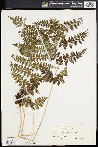 Athyrium scandicinum image