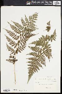 Athyrium scandicinum image