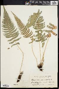 Blechnum occidentale image