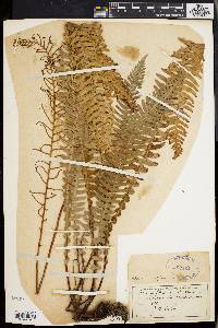 Blechnum spicant image