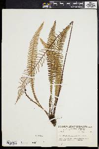 Blechnum spicant image