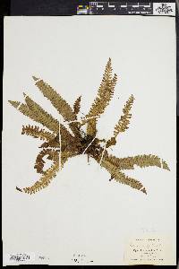 Blechnum spicant image