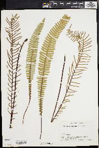 Blechnum spicant image