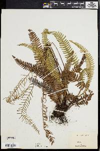 Blechnum spicant image