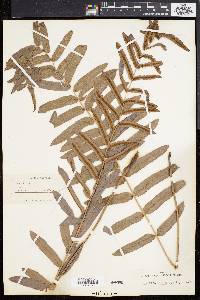 Blechnum serrulatum image