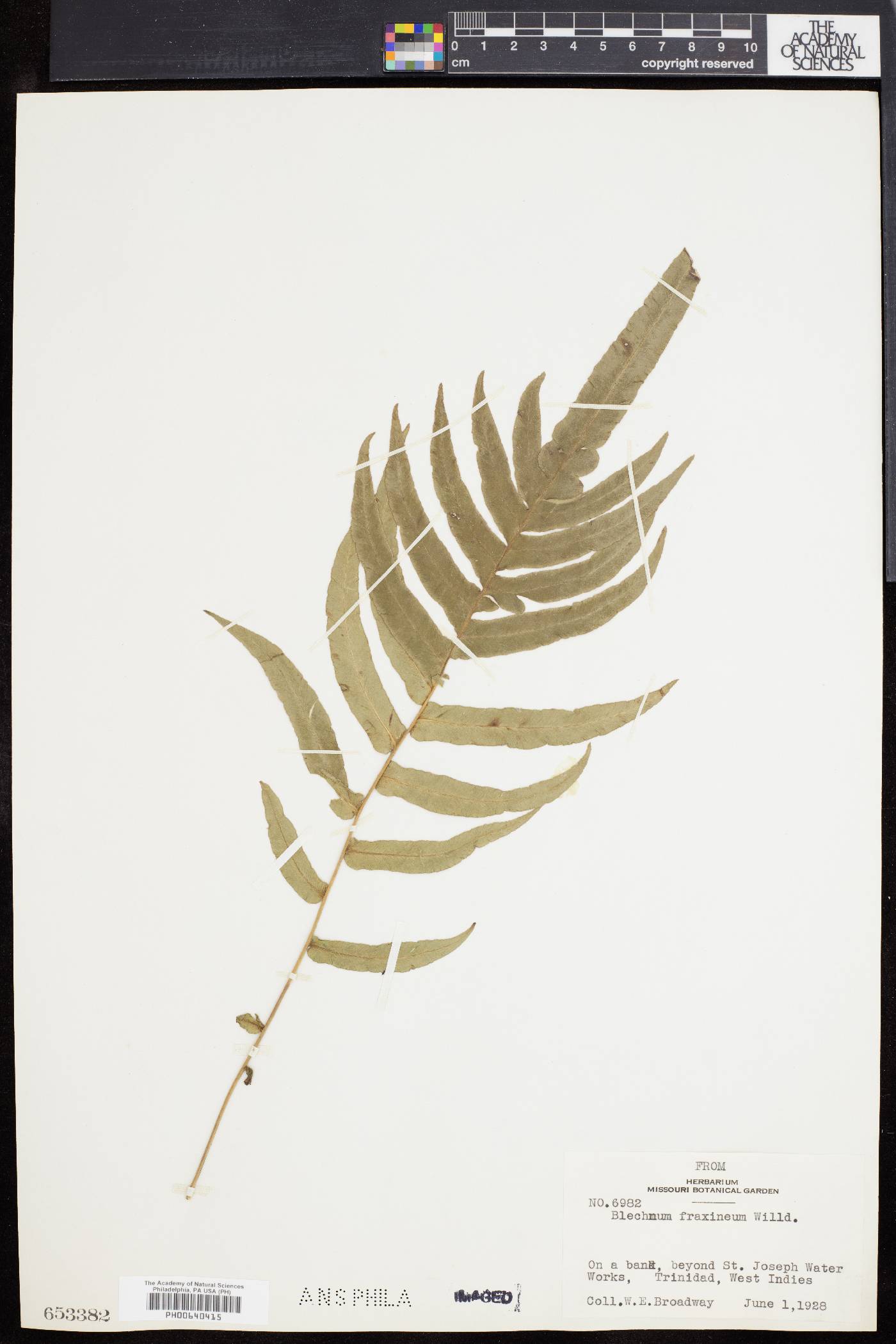 Blechnum fraxineum image