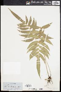 Blechnum longifolium image