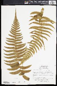 Blechnum occidentale image