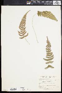 Blechnum occidentale image