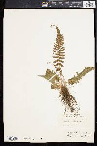 Blechnum occidentale image