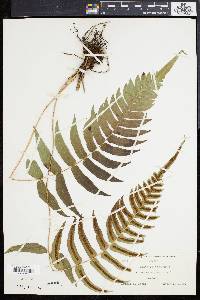 Blechnum occidentale image