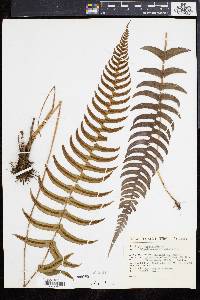 Blechnum occidentale image