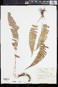 Blechnum occidentale image