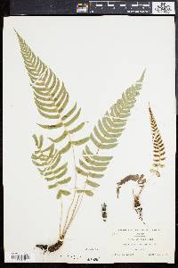 Blechnum occidentale image