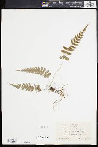 Blechnum occidentale image